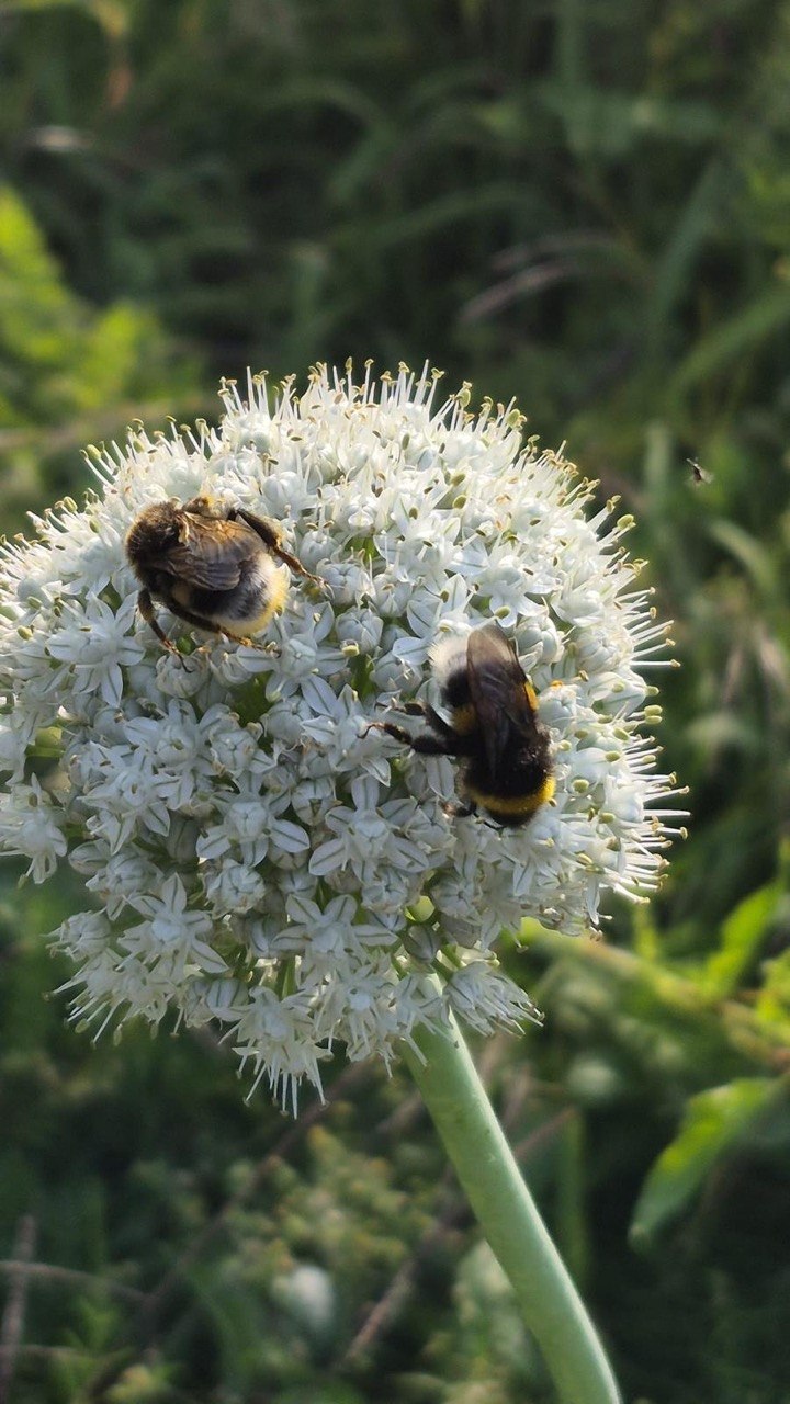 Hommels verzamelen nectar op een bloem